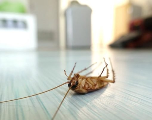 What are the Health Risks Associated with Pest Infestations