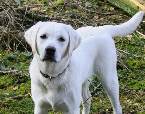 White Labs Are So Lovable