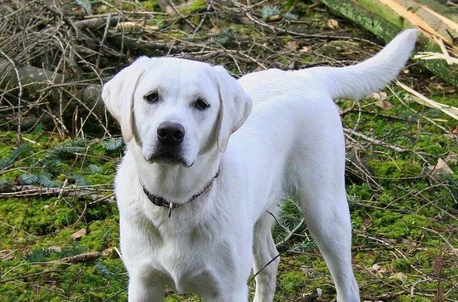 White Labs Are So Lovable