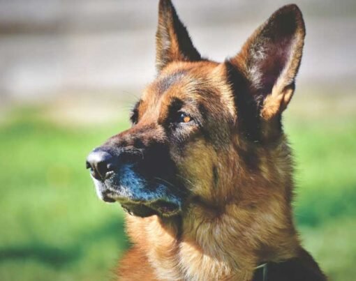 Essential Tips to Ensuring Success With Guard Dog Training