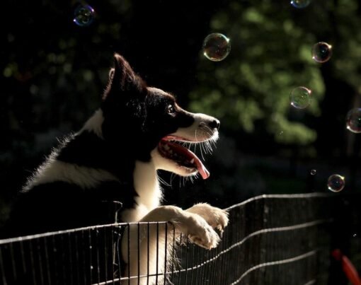 5 Best American House Plans for Pet Owners