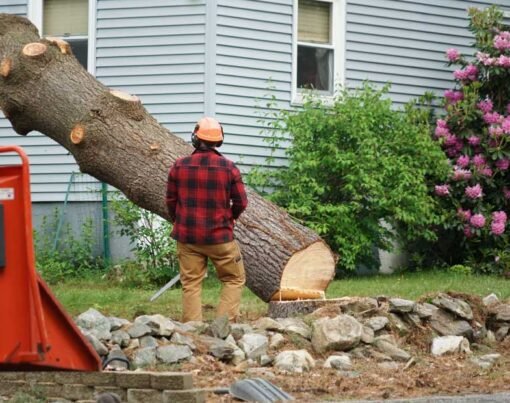 Emergency Tree Removal_ When Should You Call