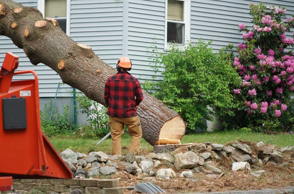 Emergency Tree Removal_ When Should You Call