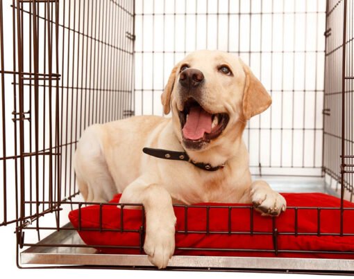 How to Convince Your Parents to Get a Dog