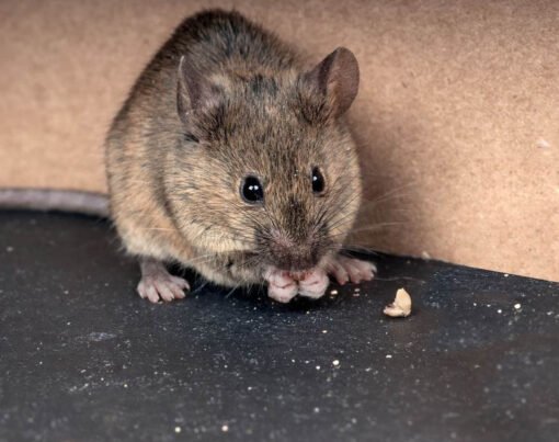 How to Get Rid of Mice