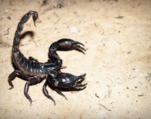 A Guide to the Different Types of Scorpions in Arizona