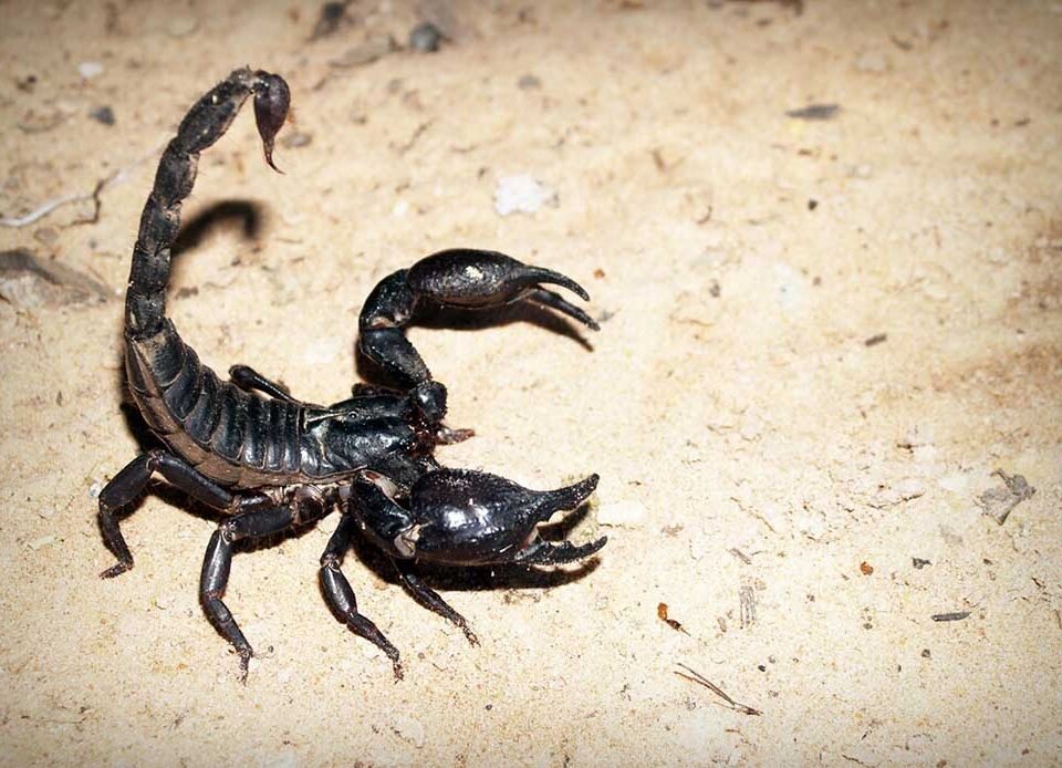 A Guide to the Different Types of Scorpions in Arizona