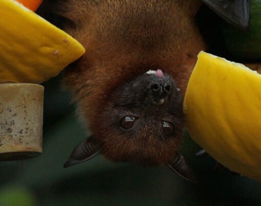 Essential Steps for Bat Removal and Prevention