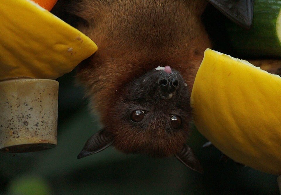 Essential Steps for Bat Removal and Prevention