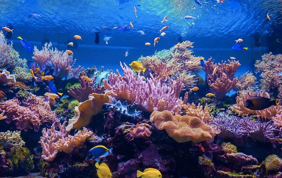 How Can You Set Up a 125 Gallon Saltwater Aquarium