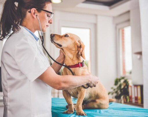 How Much Is a CT Scan for Dogs