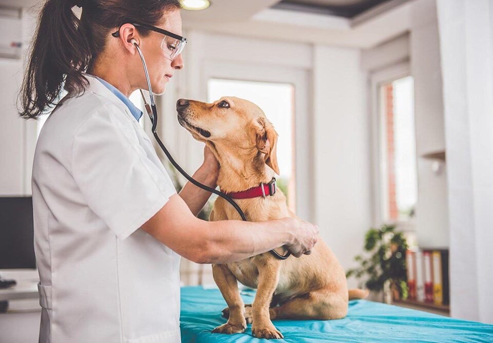 How Much Is a CT Scan for Dogs