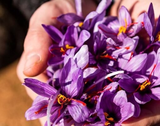 Saffron for Mood Support