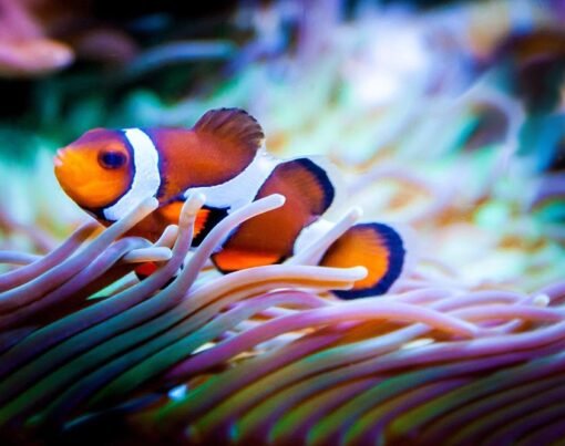 The Top 10 Longest-Living Fish to Keep as Pets