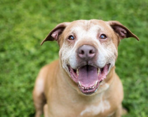 What Are the Benefits of Getting a Puppy With an Older Dog