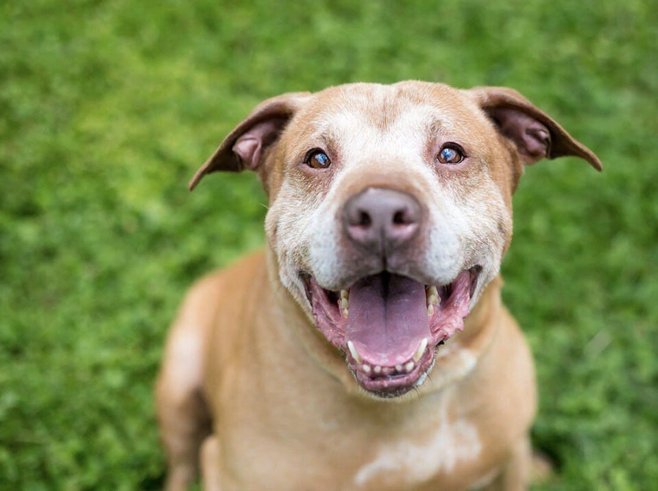 What Are the Benefits of Getting a Puppy With an Older Dog