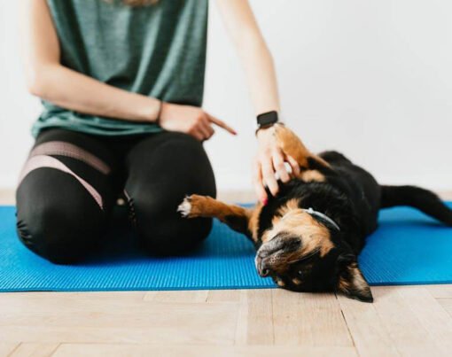 What Are the Benefits of Puppy Socialization Classes