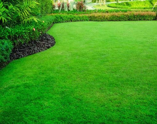 What Are the Best Tips for Dark Green Grass