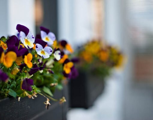Flowers in window boxes