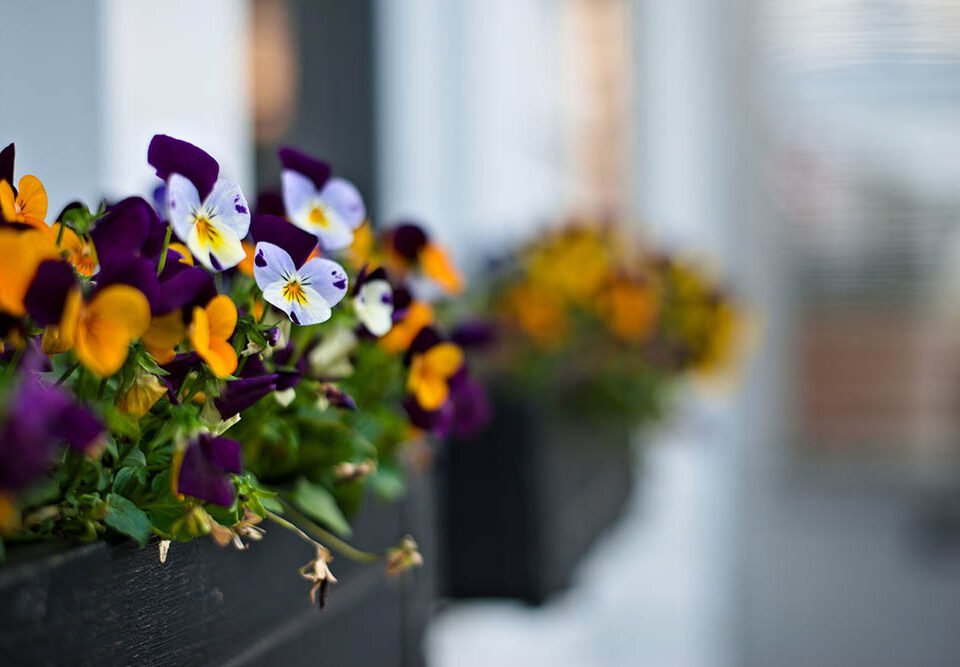 Flowers in window boxes
