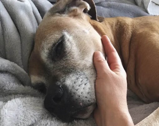 Home for Your Pet's Last Days