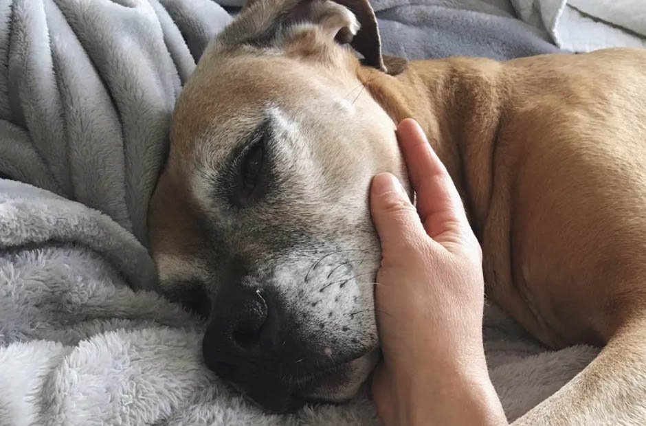 Home for Your Pet's Last Days