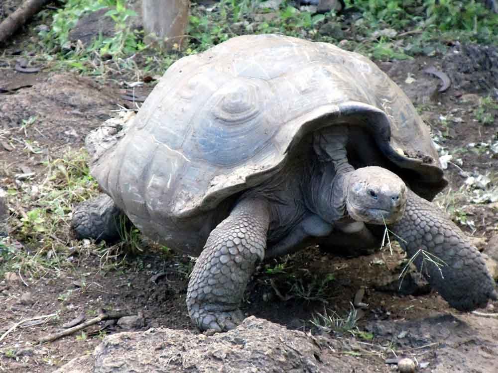 How Much Does a Tortoise Cost? A Quick Guide - Xivents