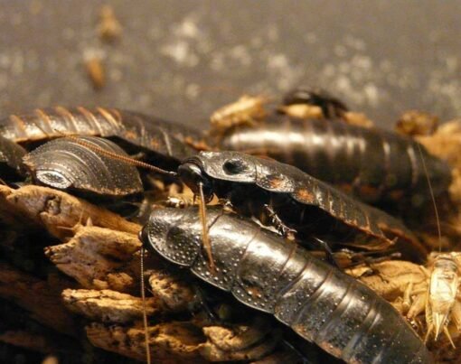 A Beginner's Guide to Raising Feeder Roaches 1