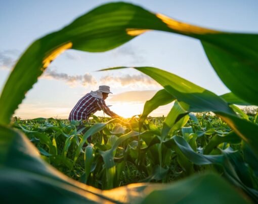 Blurred image. Farmers use tablets to analyze data and experiment with growing corn. AI data innovation improves cultivation efficiency for quality. Analysis of farmer corn farming agriculture concept