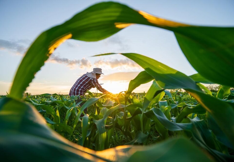 Blurred image. Farmers use tablets to analyze data and experiment with growing corn. AI data innovation improves cultivation efficiency for quality. Analysis of farmer corn farming agriculture concept