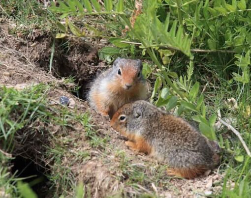 The Environmental Impact of a Small Burrowing Rodent