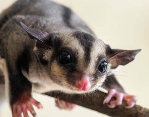 The Ultimate Guide to Caring for Your Cute Sugar Glider