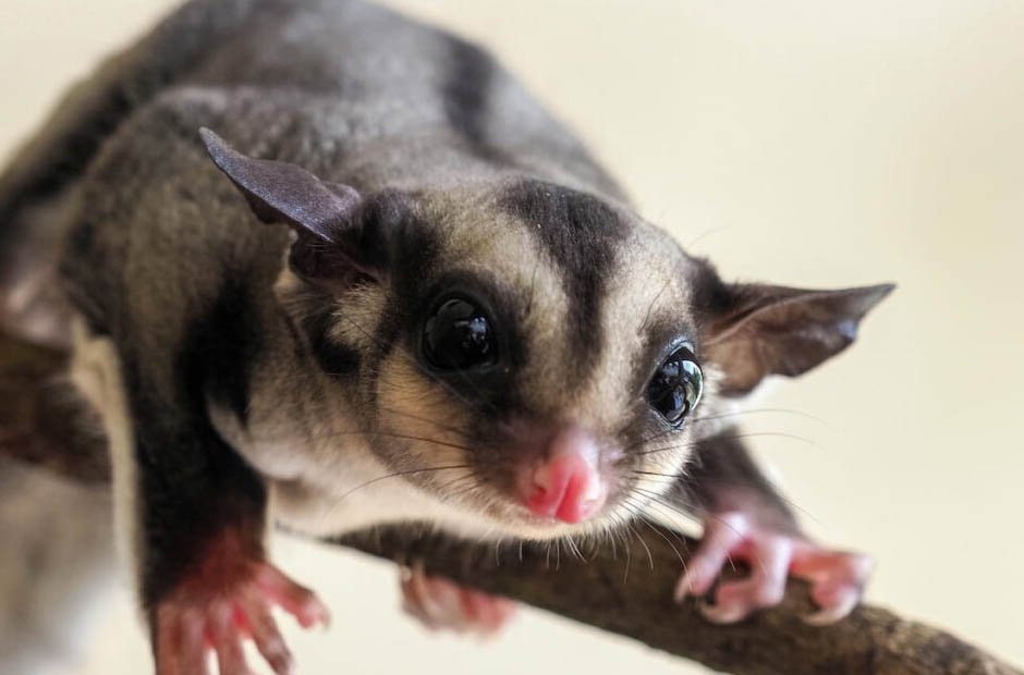 The Ultimate Guide to Caring for Your Cute Sugar Glider