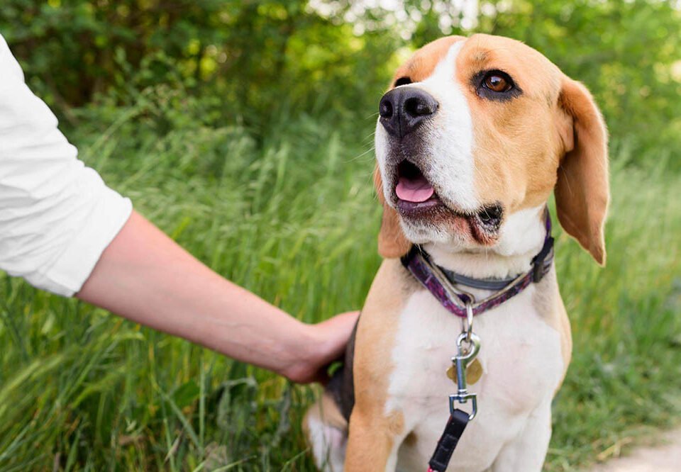 How Does A No-Pull Dog Harness Work