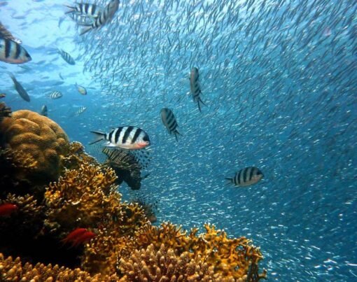 The Silent Ally of Our Planet