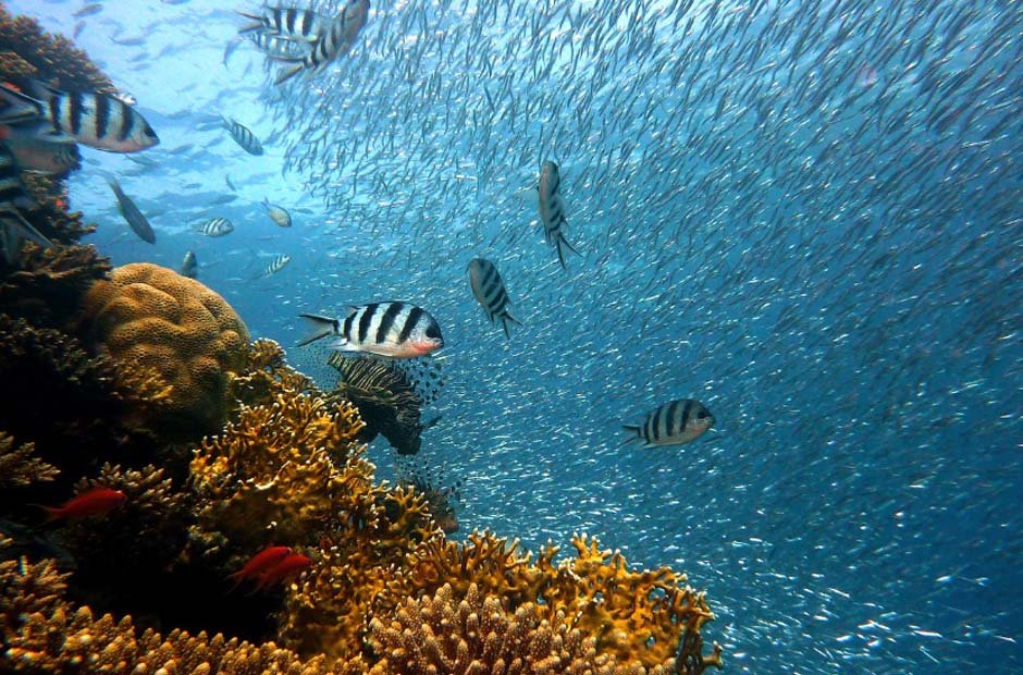 The Silent Ally of Our Planet