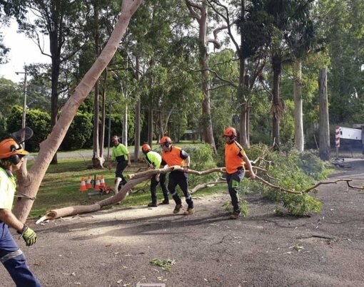 Cairns Tree Care