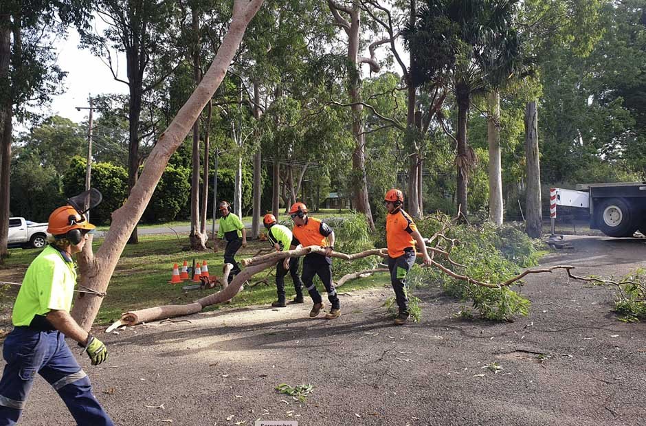 Cairns Tree Care