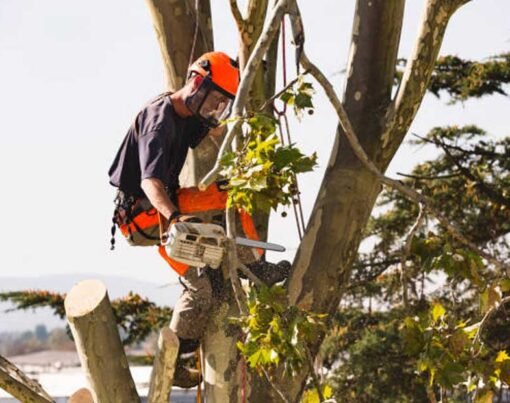 Coast Tree Care Tree Loppers