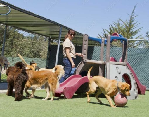 How to Choose the Best Dog Boarding and Training Facility