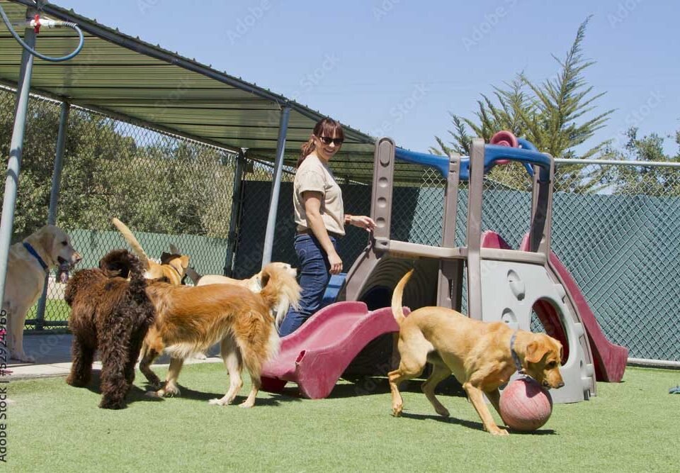 How to Choose the Best Dog Boarding and Training Facility