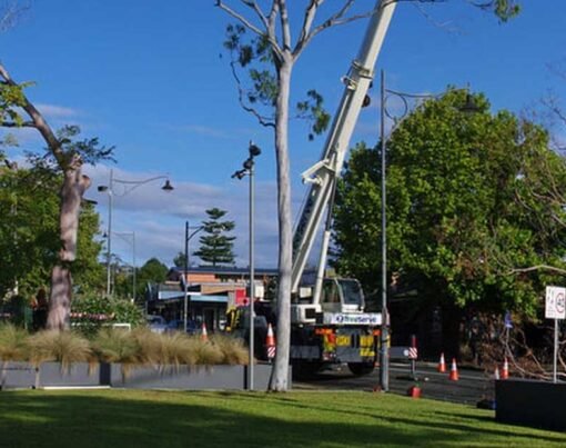 Tree Removal & Tree Loppers at North Shore Tree Care