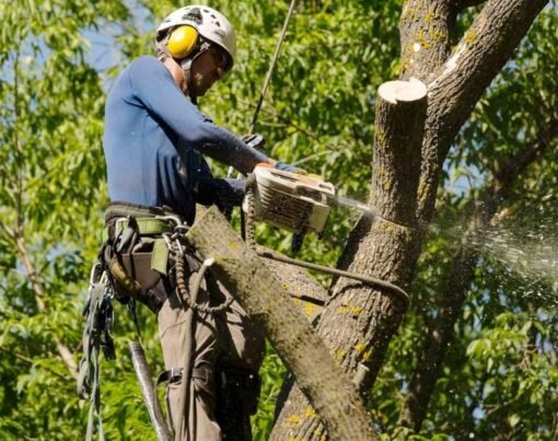 Tree Removal & Tree Lopping Services