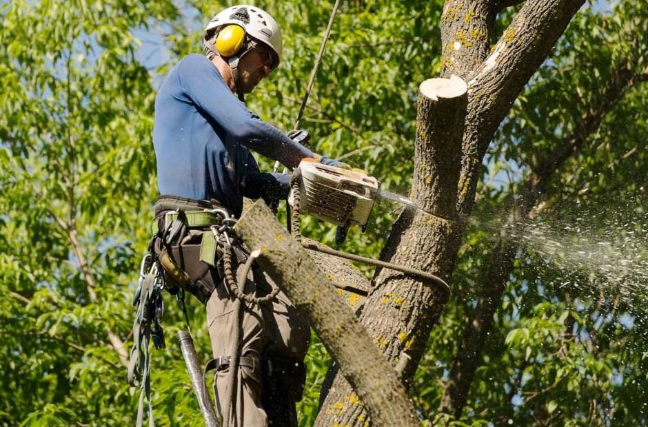 Tree Removal & Tree Lopping Services