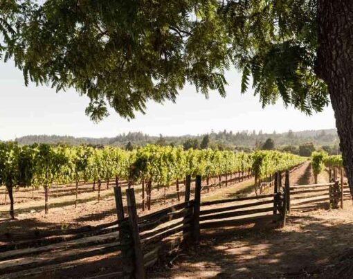 California's Vineyard Paradises
