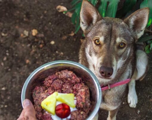 Feeding Your Dog A Raw Food Diet