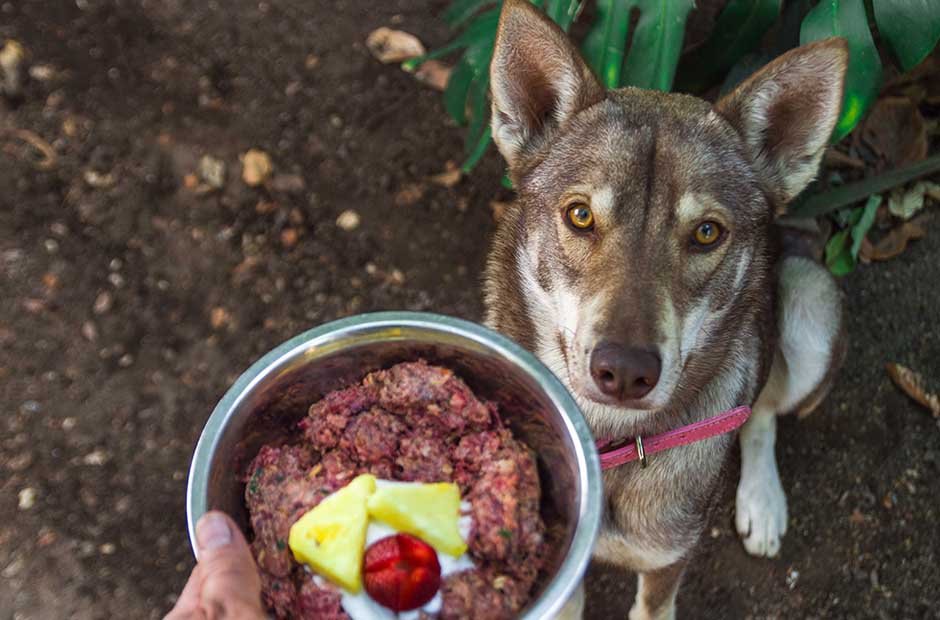 Feeding Your Dog A Raw Food Diet