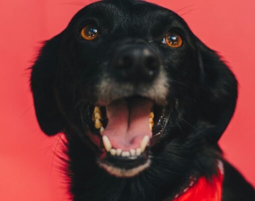 How to Put a Bandana on a Dog