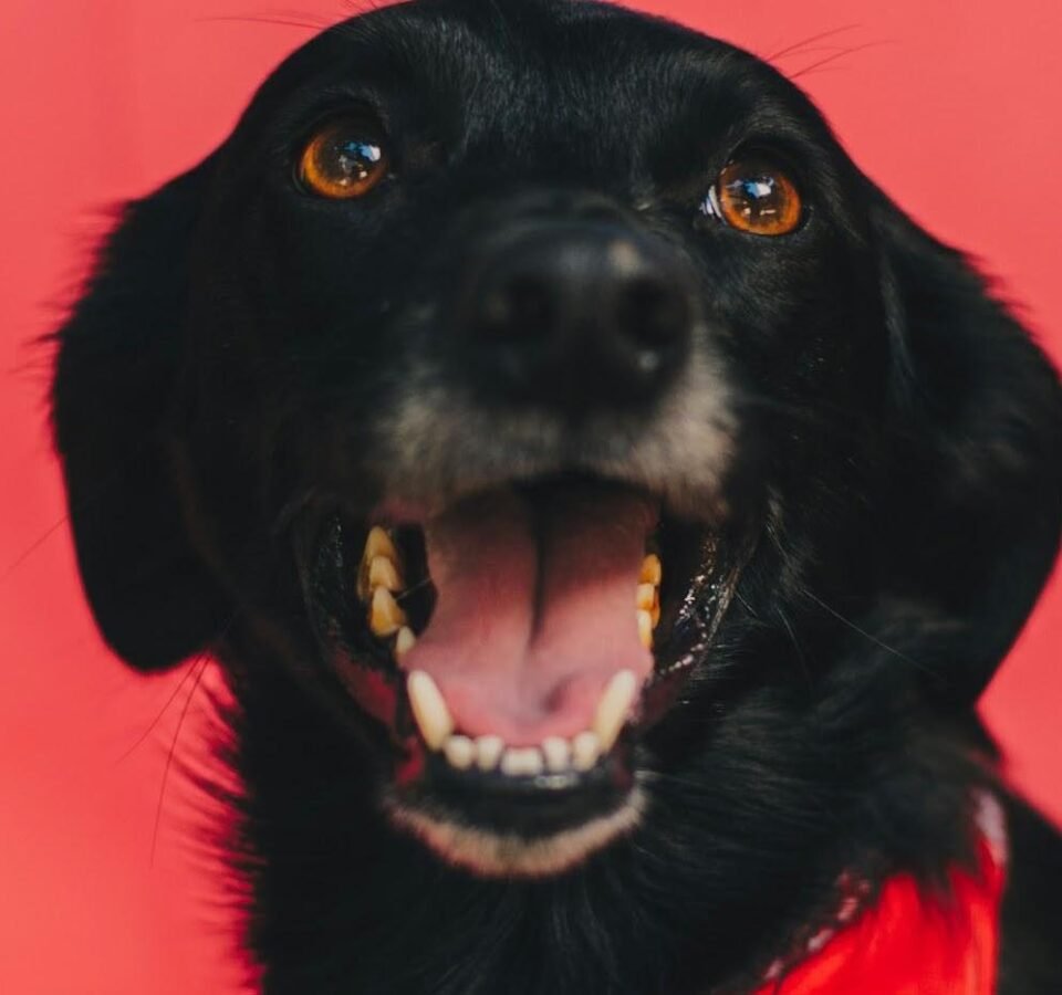 How to Put a Bandana on a Dog