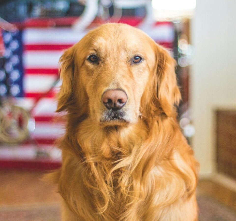 9 Ways to Spot and Respond to Common Health Emergencies in Big Shaggy Dog Breeds